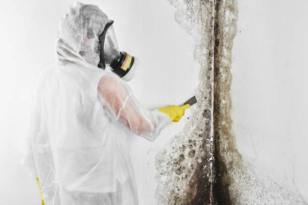 Reliable Ferndale, PA Mold Removal Solutions
