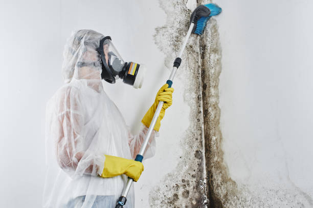 Best Crawl Space Mold Removal  in Ferndale, PA