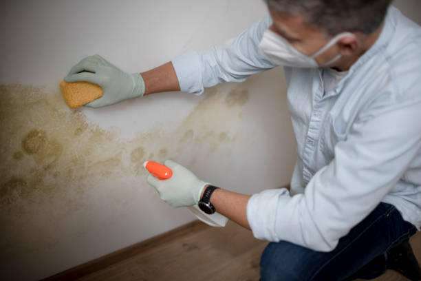 Best Water Damage Restoration  in Ferndale, PA