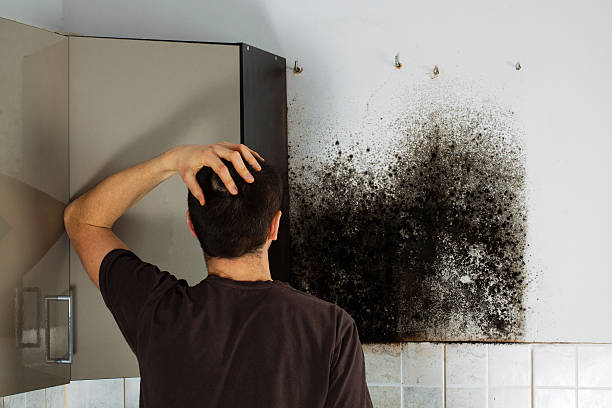 Best Office Mold Removal Services  in Ferndale, PA