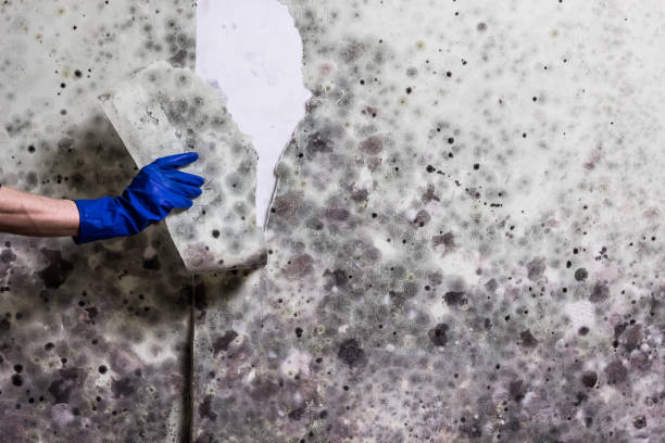 Best Certified Mold Removal  in Ferndale, PA