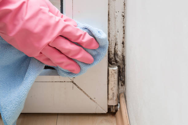 Home Mold Removal in Ferndale, PA