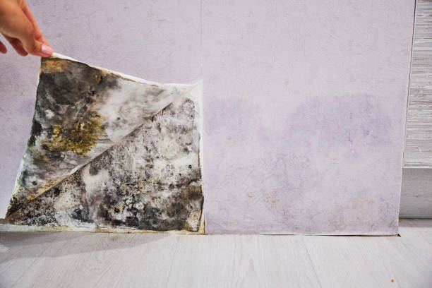 Best Same-Day Mold Removal  in Ferndale, PA